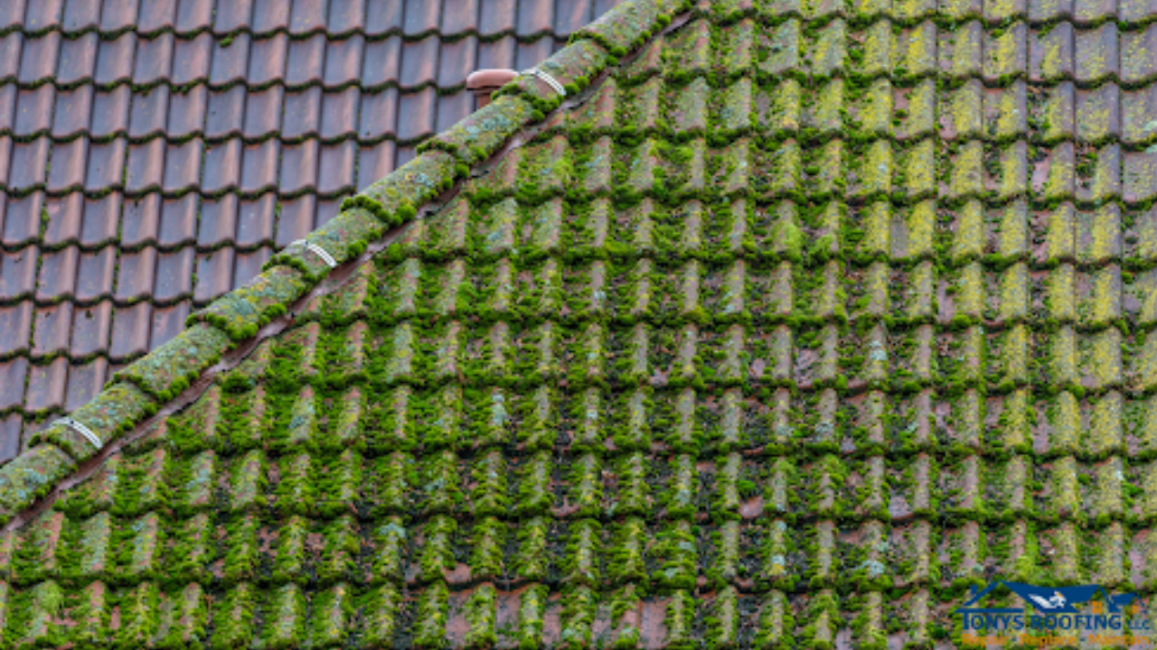 Algae or Moss Growth