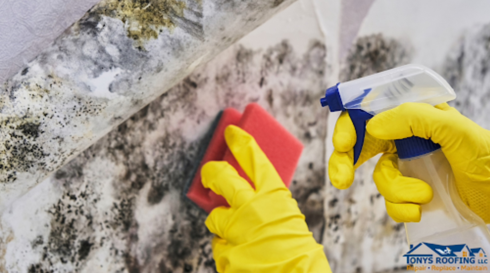 Prevention of Water Damage and Mold Growth